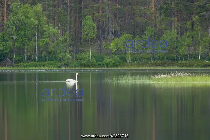 : Whooper Swan - On Finnish Lake : Whooper Swan - On Finnish Lake