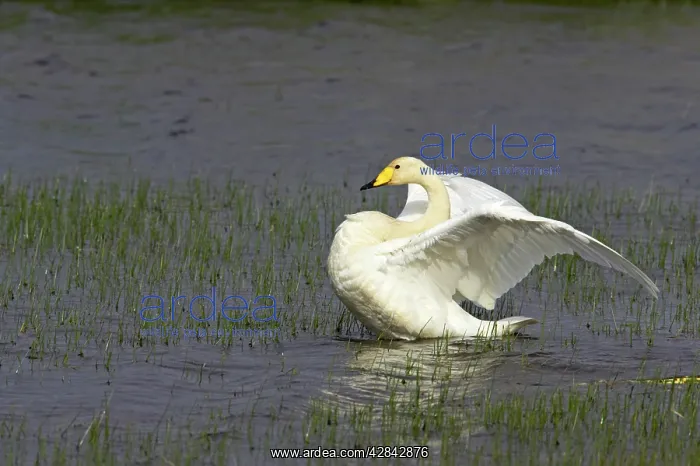: Whooper Swan - flapping wings : Whooper Swan - flapping wings