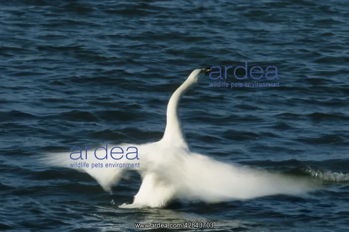 : Whooper Swan - Flapping Wings : Whooper Swan - Flapping Wings
