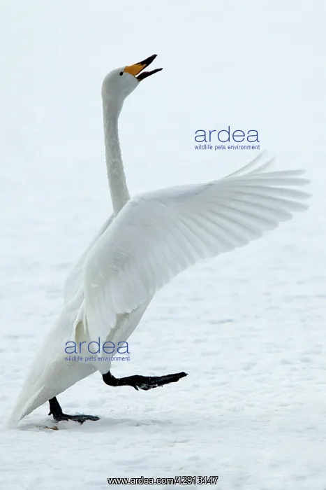 : Whooper Swan - flapping wings : Whooper Swan - flapping wings