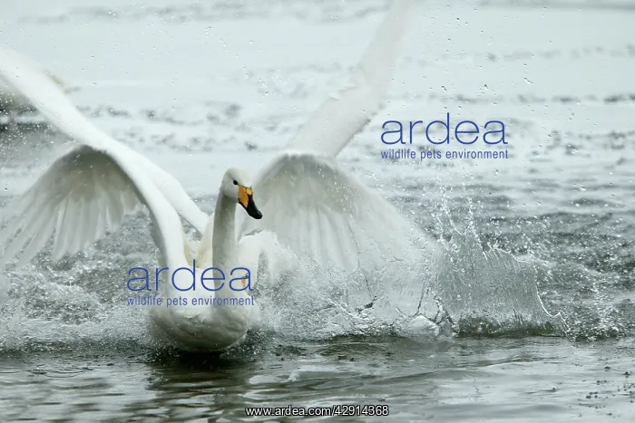 : Whooper Swan - flapping wings : Whooper Swan - flapping wings