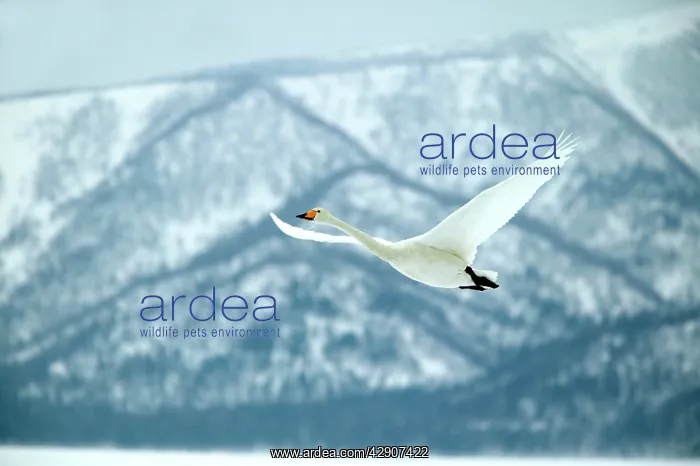 : Whooper Swan - In flight : Whooper Swan - In flight