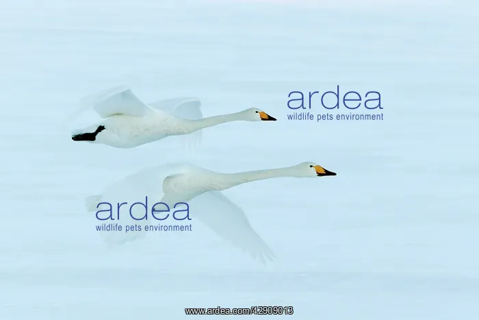 : Whooper Swan - two in flight : Whooper Swan - two in flight