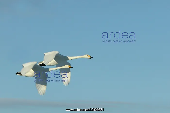 : Whooper Swan - two in flight : Whooper Swan - two in flight