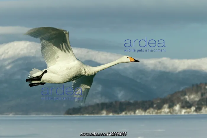 : Whooper Swan - in flight : Whooper Swan - in flight