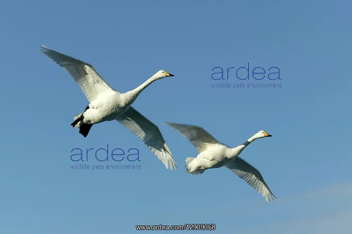 : Whooper Swan - two in flight : Whooper Swan - two in flight