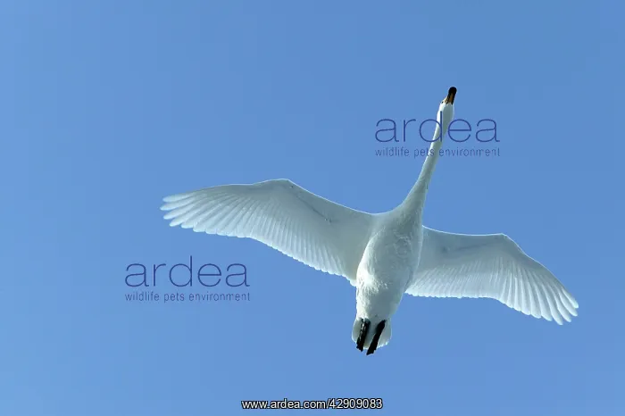 : Whooper Swan - in flight : Whooper Swan - in flight