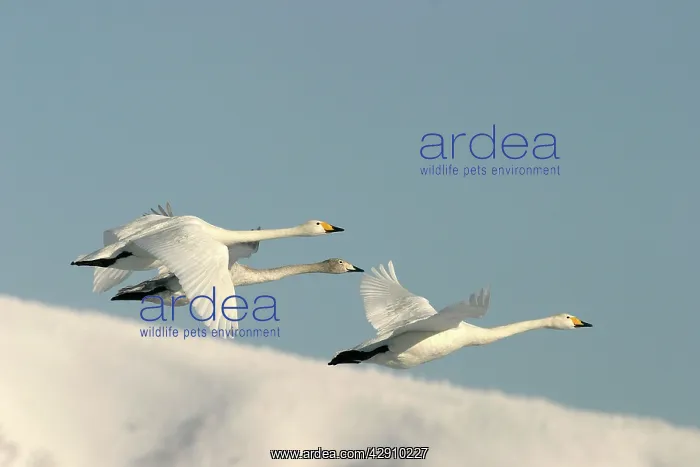 : Whooper Swan - three in flight : Whooper Swan - three in flight