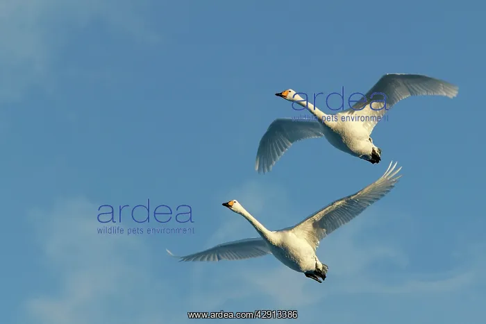 : Whooper Swan - two in flight : Whooper Swan - two in flight