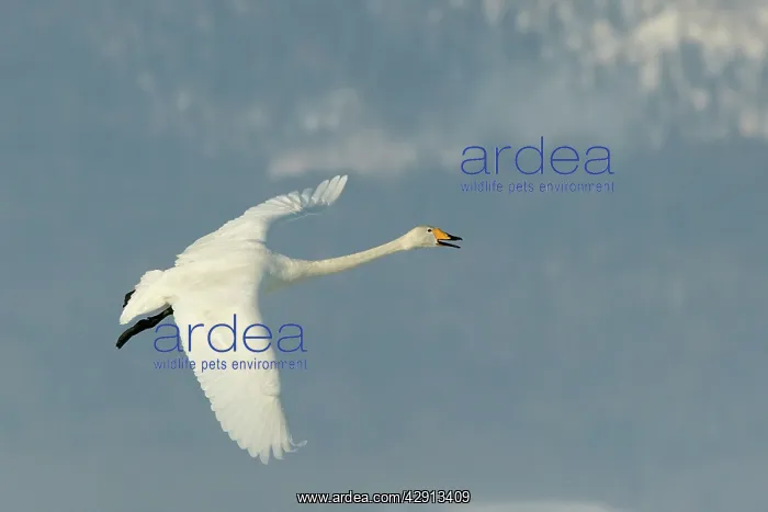 : Whooper Swan - in flight : Whooper Swan - in flight