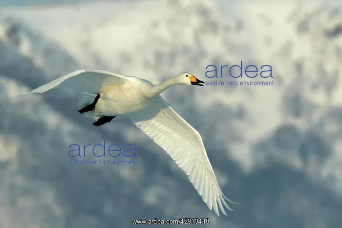 : Whooper Swan - in flight : Whooper Swan - in flight