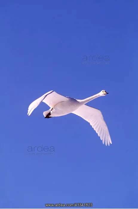 : WHOOPER SWAN - IN FLIGHT : WHOOPER SWAN - IN FLIGHT