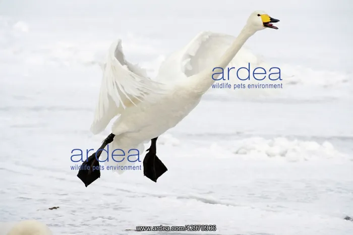 : Whooper Swan - in flight coming in to land - calling : Whooper Swan - in flight coming in to land - calling