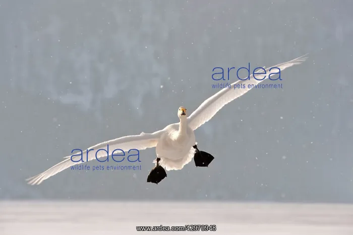 : Whooper Swan - in flight with falling snow : Whooper Swan - in flight with falling snow