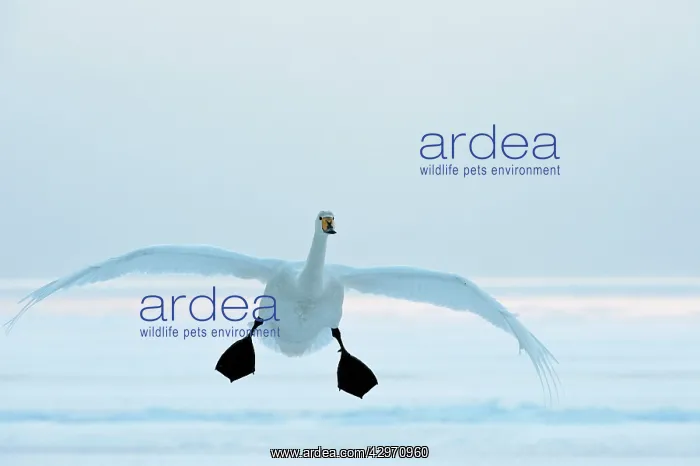 : Whooper Swan - in flight with feet down : Whooper Swan - in flight with feet down