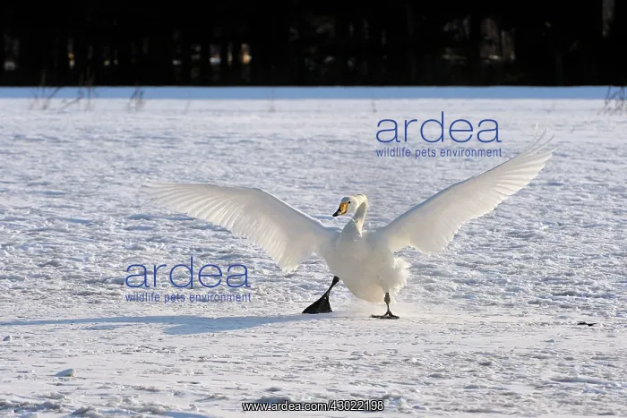  : Whooper Swan in flight landing in snow