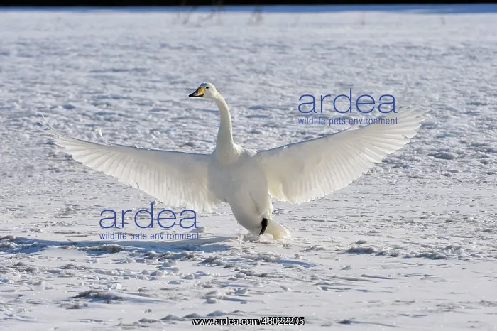 : Whooper Swan in flight landing in snow : Whooper Swan in flight landing in snow