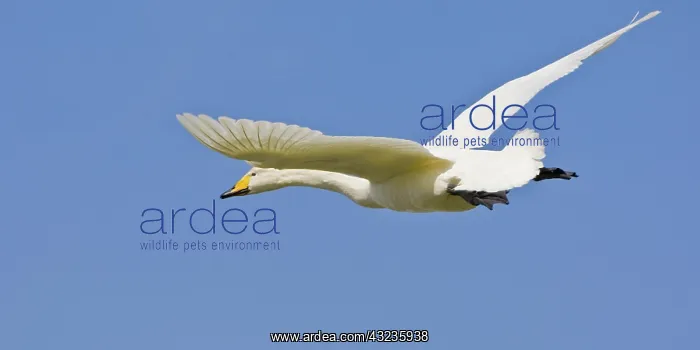 : Whooper Swan in flight near Latrabjerg : Whooper Swan in flight near Latrabjerg