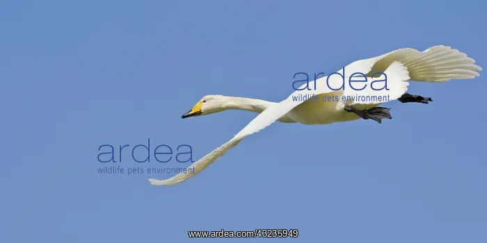  : Whooper Swan in flight near Latrabjerg