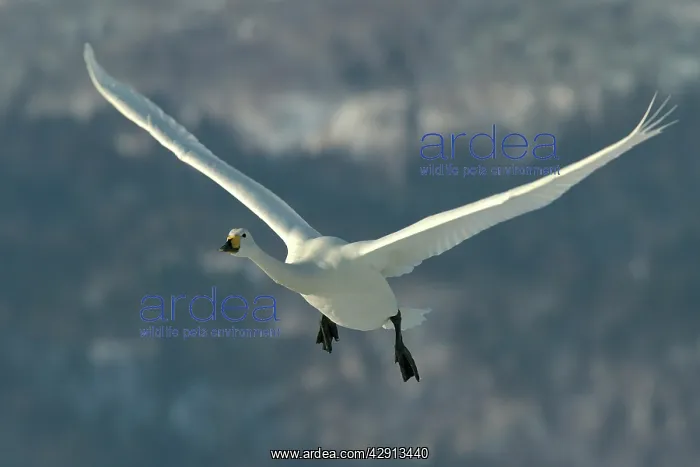 : Whooper Swan - in flight, wings outstretched : Whooper Swan - in flight, wings outstretched