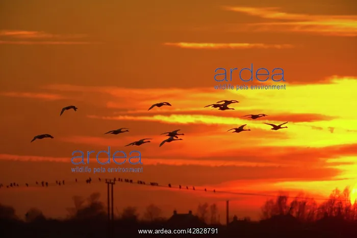: Whooper Swan - Flock in flight at Sunset : Whooper Swan - Flock in flight at Sunset