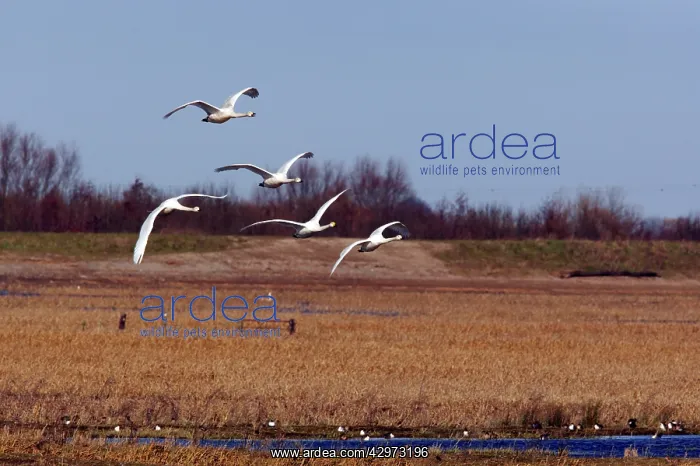 : Whooper Swan - Flock in flight over washes : Whooper Swan - Flock in flight over washes