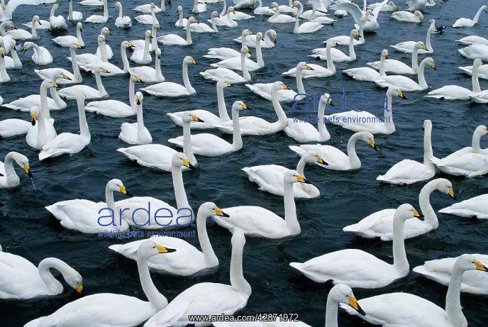 : Whooper Swan - Flock on lake : Whooper Swan - Flock on lake