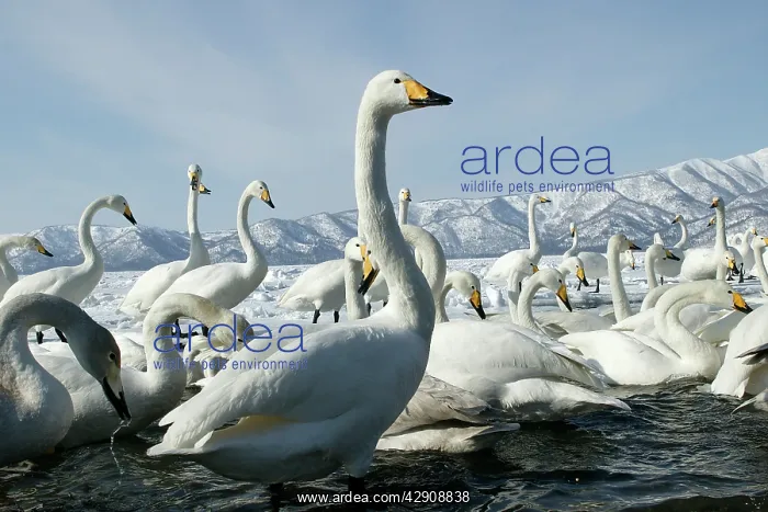 : Whooper Swan - flock by lake Lake Kushiro : Whooper Swan - flock by lake Lake Kushiro