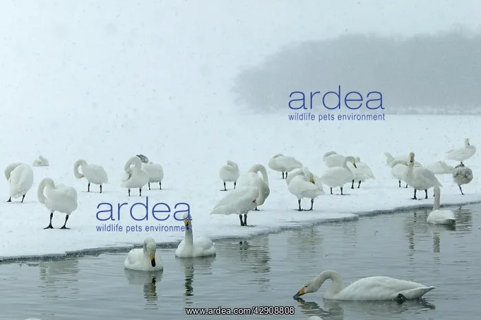 : Whooper Swan - flock in snow storm : Whooper Swan - flock in snow storm