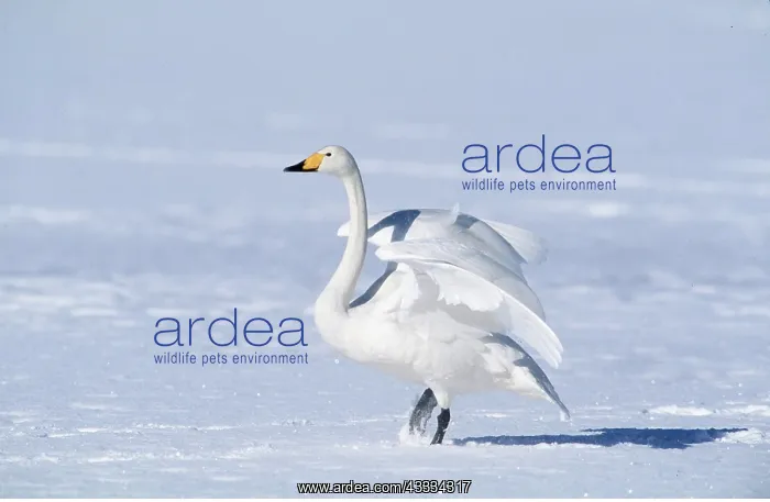 : Whooper Swan on frozen lake with wings spread : Whooper Swan on frozen lake with wings spread