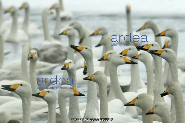 : Whooper Swan - group : Whooper Swan - group