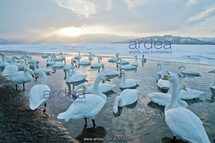 : Whooper Swan - group at edge of frozen lake - low : Whooper Swan - group at edge of frozen lake - low