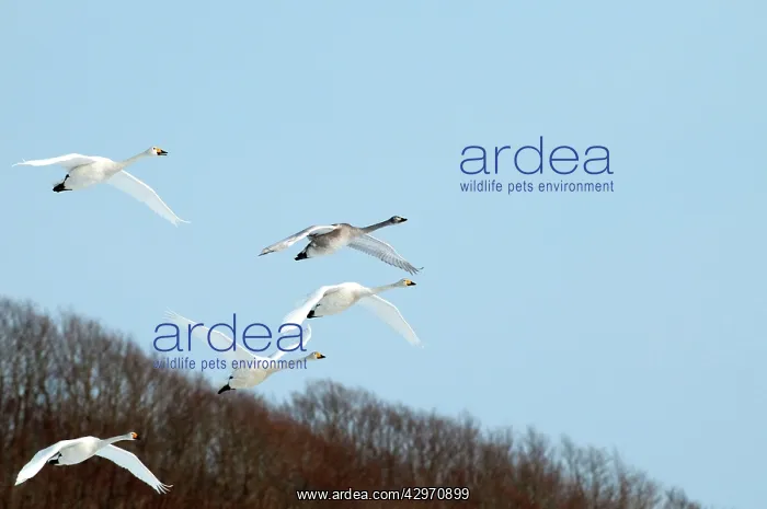 : Whooper Swan - group in flight : Whooper Swan - group in flight