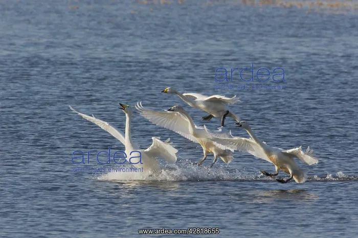 : Whooper Swan - Group in flight over flooded washes : Whooper Swan - Group in flight over flooded washes