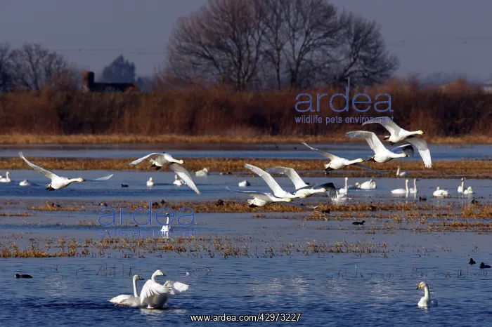 : Whooper Swan - Group in flight over flooded washes : Whooper Swan - Group in flight over flooded washes