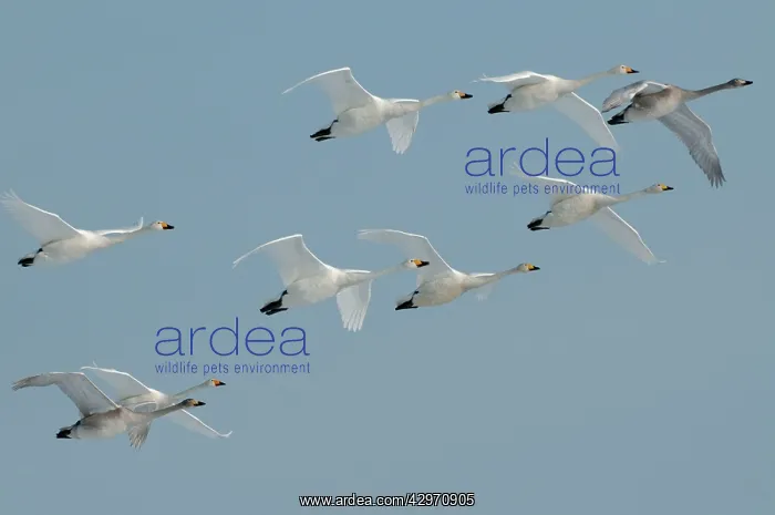 : Whooper Swan - group in flight formation : Whooper Swan - group in flight formation