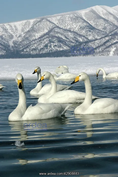 : Whooper Swan - group on lake : Whooper Swan - group on lake