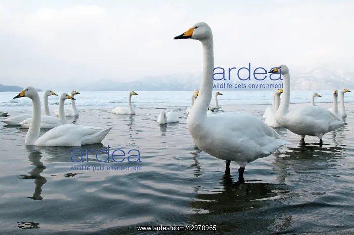 : Whooper Swan - group in shallow water - at lakes edge : Whooper Swan - group in shallow water - at lakes edge