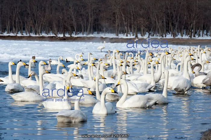 : Whooper Swan - group in water at edge of lake : Whooper Swan - group in water at edge of lake
