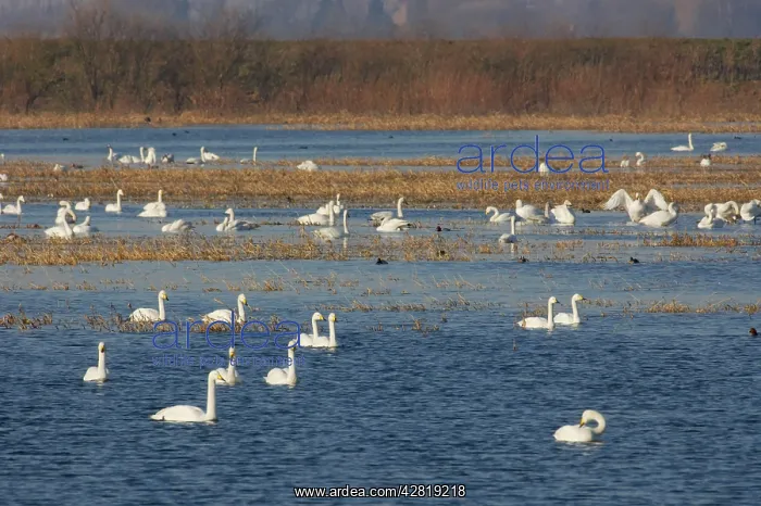 : Whooper Swan - Groups on flooded washes : Whooper Swan - Groups on flooded washes