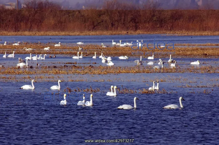 : Whooper Swan - Groups on flooded washes : Whooper Swan - Groups on flooded washes