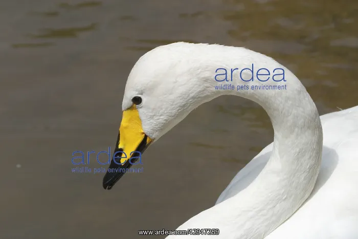 : Whooper Swan head study - Part of the wildfowl : Whooper Swan head study - Part of the wildfowl