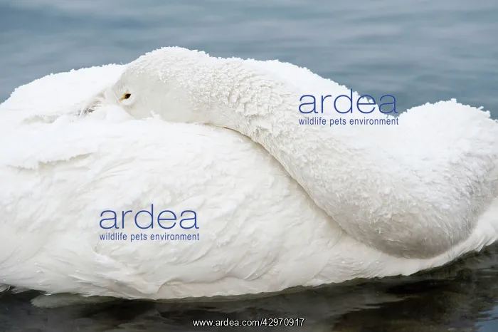 : Whooper Swan - head tucked over back : Whooper Swan - head tucked over back