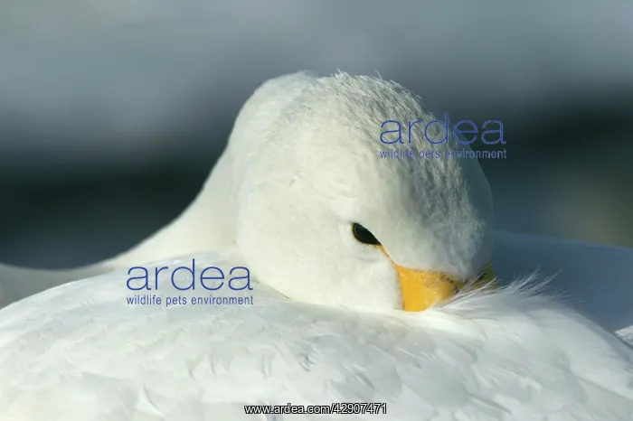 : Whooper Swan - with head tucked into plumage : Whooper Swan - with head tucked into plumage