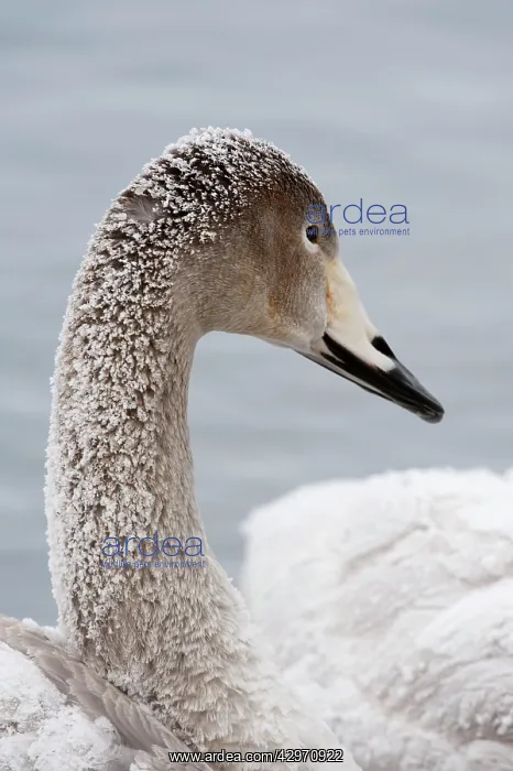 : Whooper Swan - immature - close up of head - frost : Whooper Swan - immature - close up of head - frost