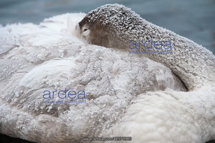 : Whooper Swan - immature - head tucked into wings : Whooper Swan - immature - head tucked into wings