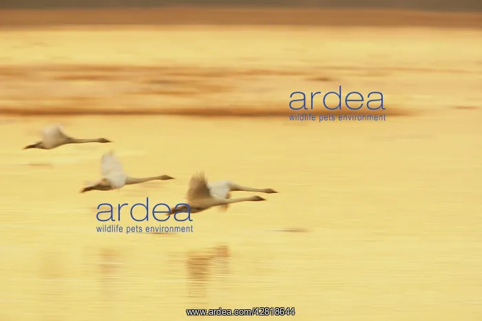  : Whooper Swan - Landing at Roost Site in Evening