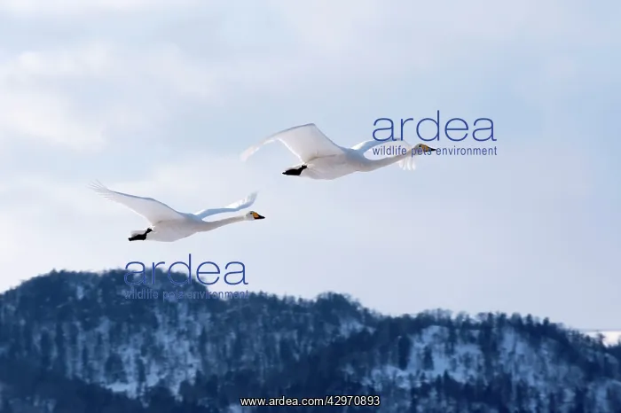 : Whooper Swan - pair in flight : Whooper Swan - pair in flight