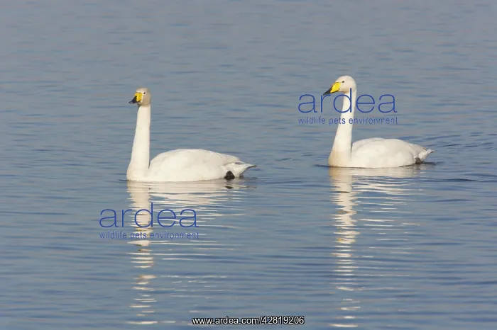 : Whooper Swan - Pair on flooded washes : Whooper Swan - Pair on flooded washes