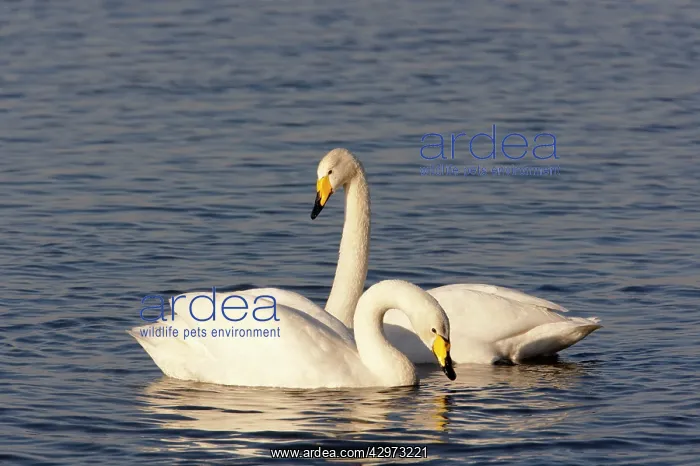 : Whooper Swan - Pair on flooded washes : Whooper Swan - Pair on flooded washes